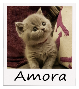 Polaroid-Amora-2