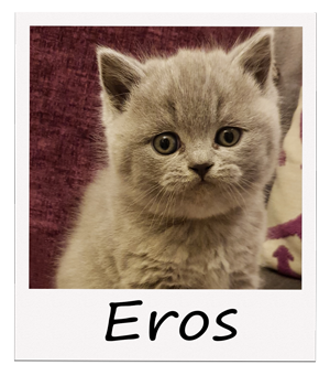 Polaroid-Eros-2