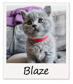 Blaze-polaroid