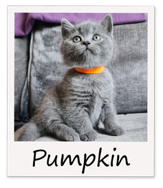 Pumpkin-polaroid