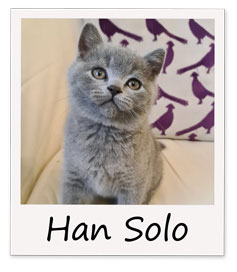 Han-Solo-polaroid