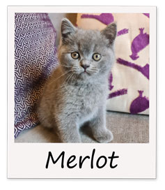 Merlot