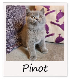 Pinot